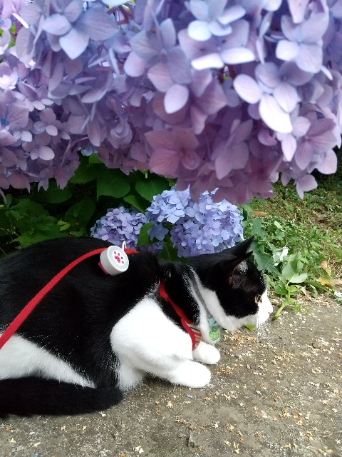 f:id:hanamizuki1966:20210607220206j:plain