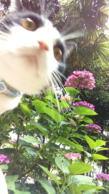 f:id:hanamizuki1966:20210607220231j:plain
