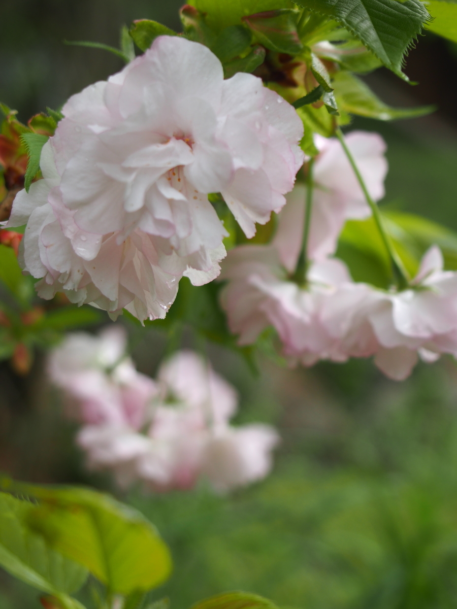 f:id:hanamizuki1966:20220411160936j:plain