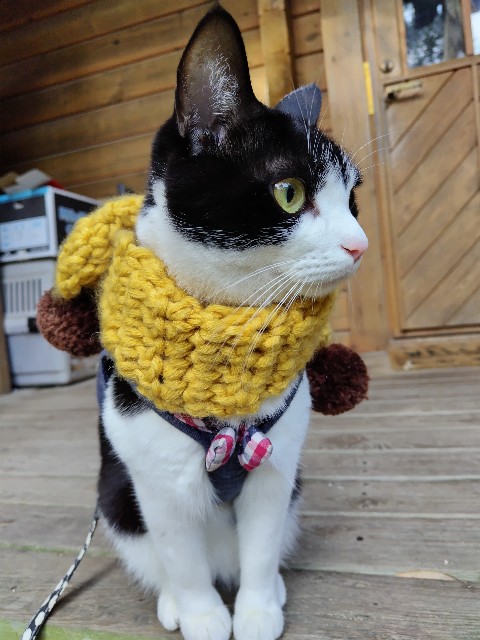 f:id:hanamizuki1966:20231230144345j:image f:id:hanamizuki1966:20231230144345j:image