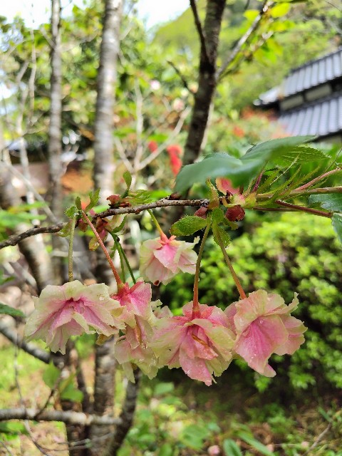 f:id:hanamizuki1966:20240423165947j:image