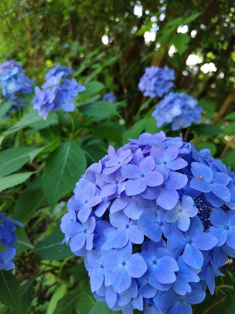f:id:hanamizuki1966:20240607160212j:image