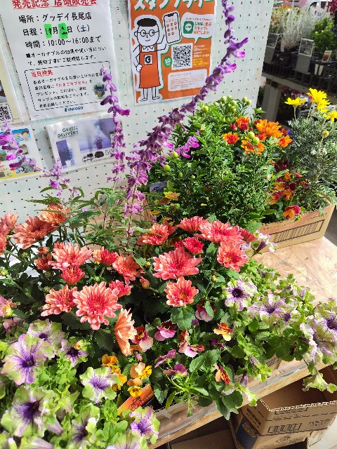 f:id:hanamizuki1966:20241030192128j:image