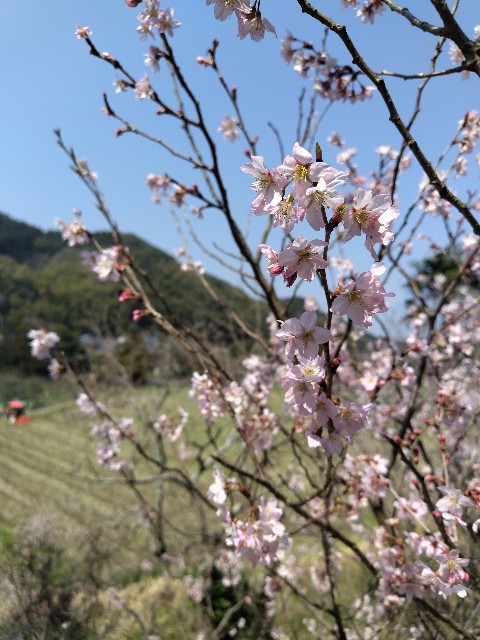 f:id:hanamizuki1966:20250324012719j:image