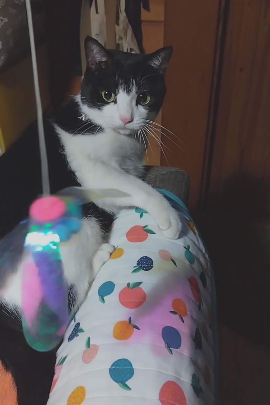 f:id:hanamizuki1966:20251118213255j:image