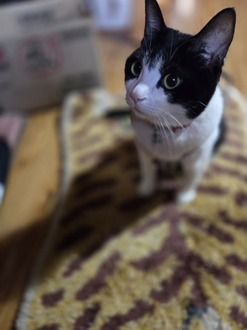 f:id:hanamizuki1966:20260219202809j:image