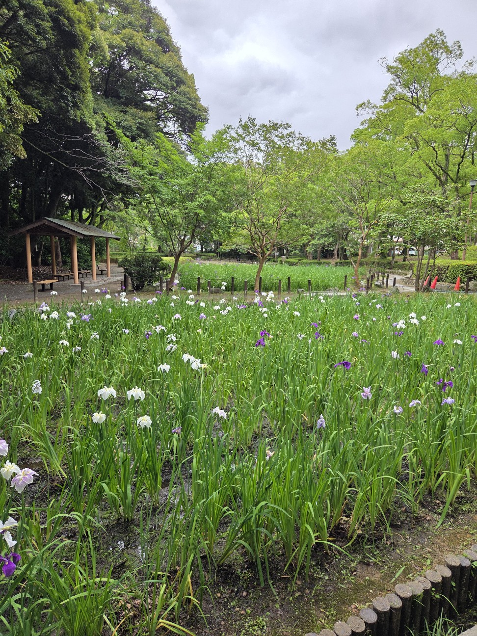 f:id:hanamizuki1966:20260608152620j:image