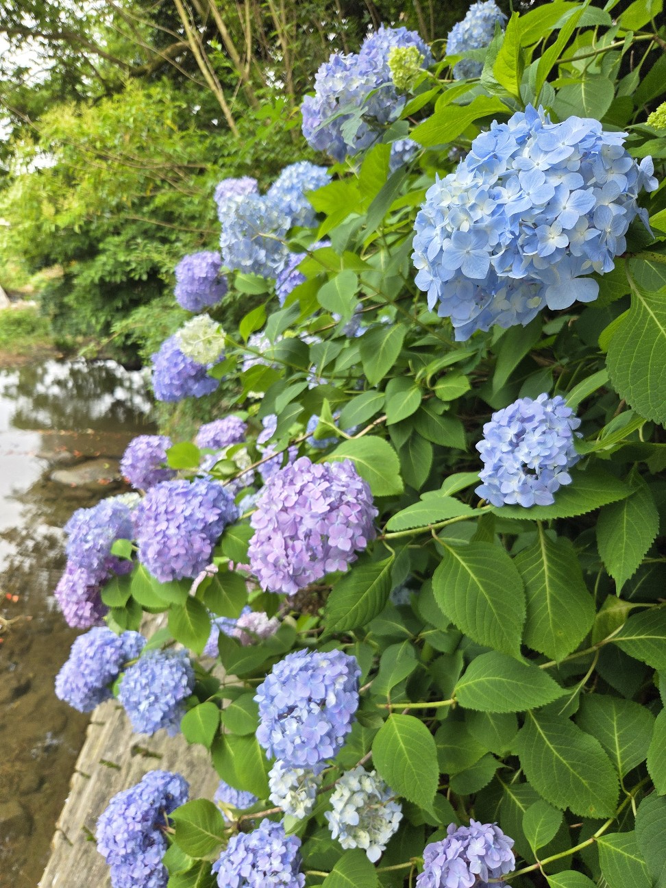 f:id:hanamizuki1966:20260608152709j:image