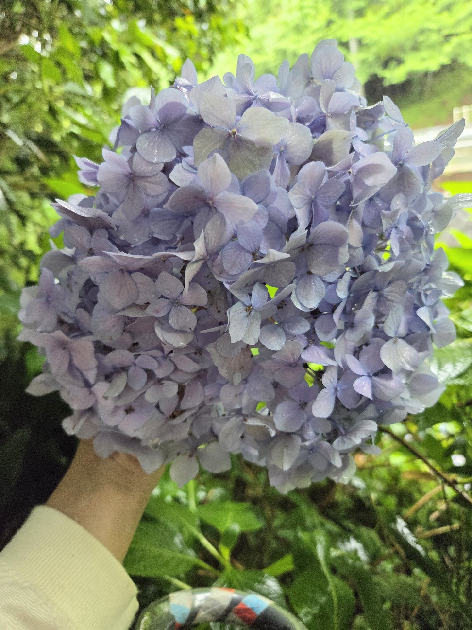 f:id:hanamizuki1966:20260624234828j:image