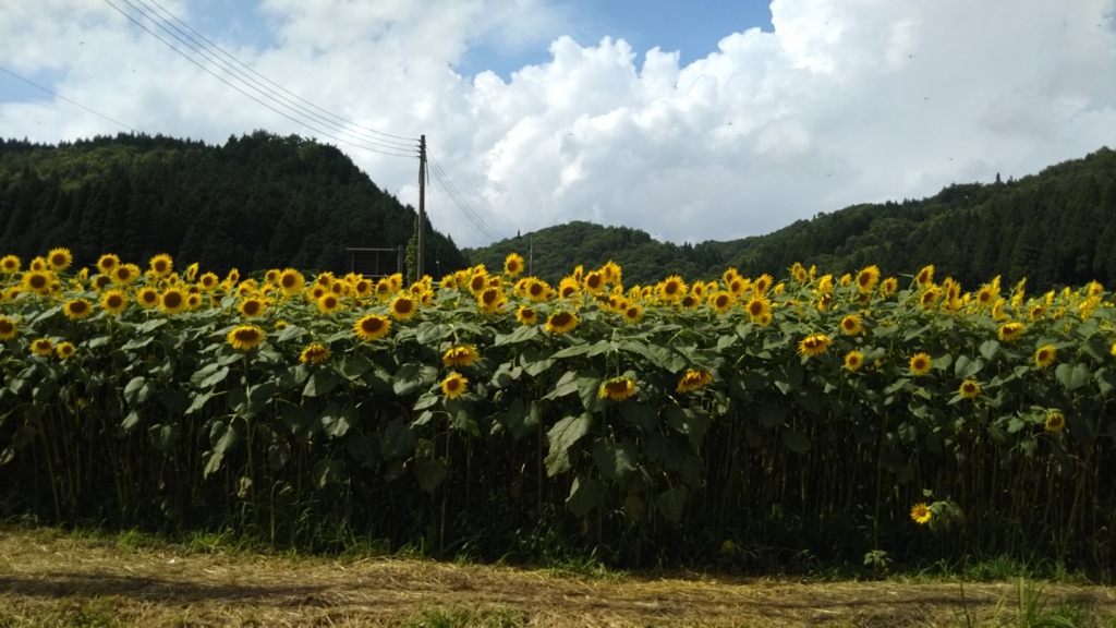 f:id:hanamizuki2711:20170817222037j:plain