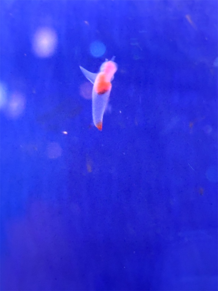 f:id:hanamotohodaka:20251231203010j:image
