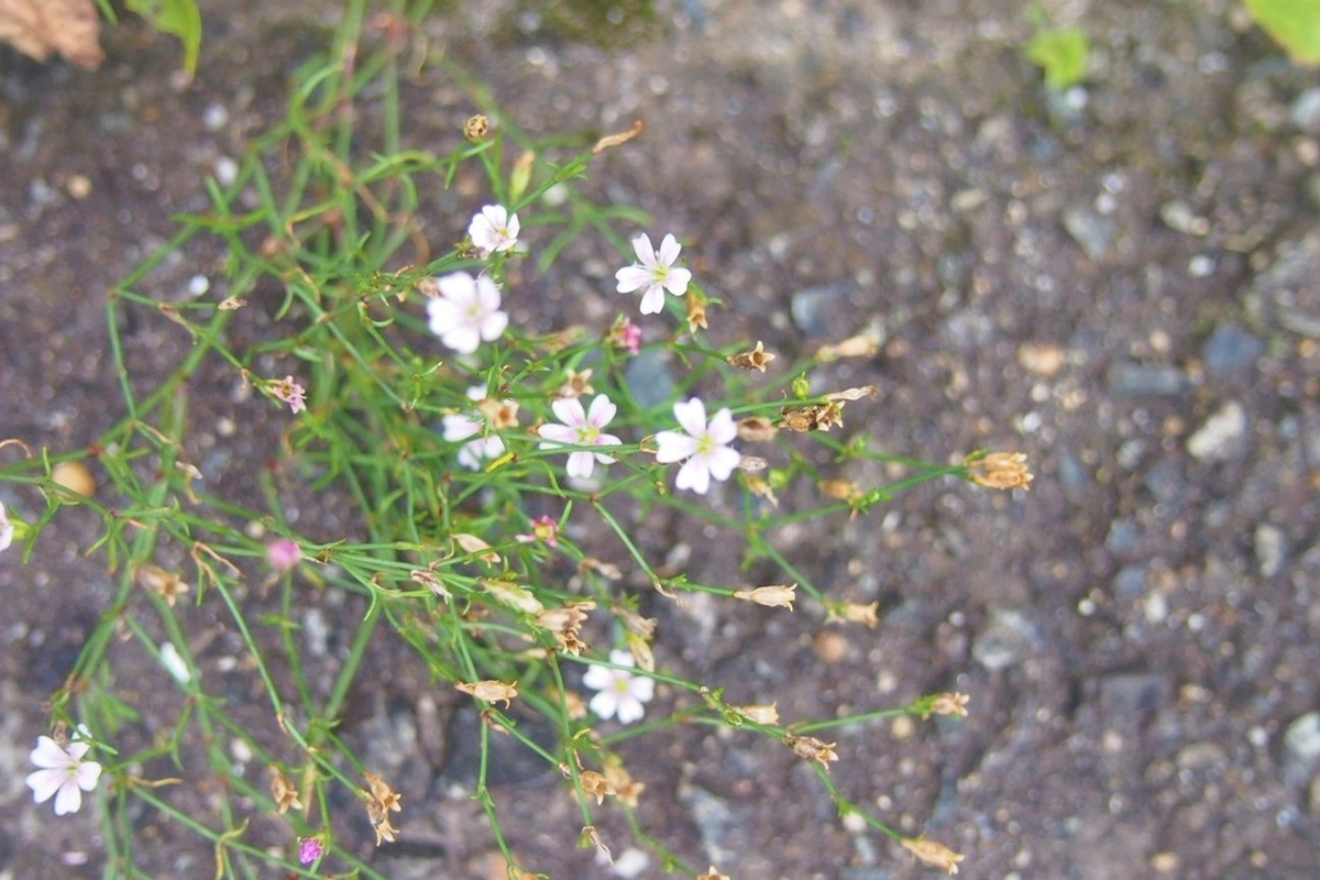 ピンク色の小さい花 野の花手帖