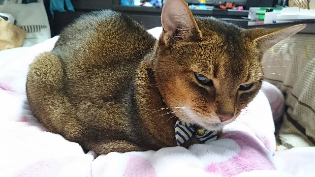 f:id:hanamusubi37:20180222233735j:image f:id:hanamusubi37:20180222233735j:image