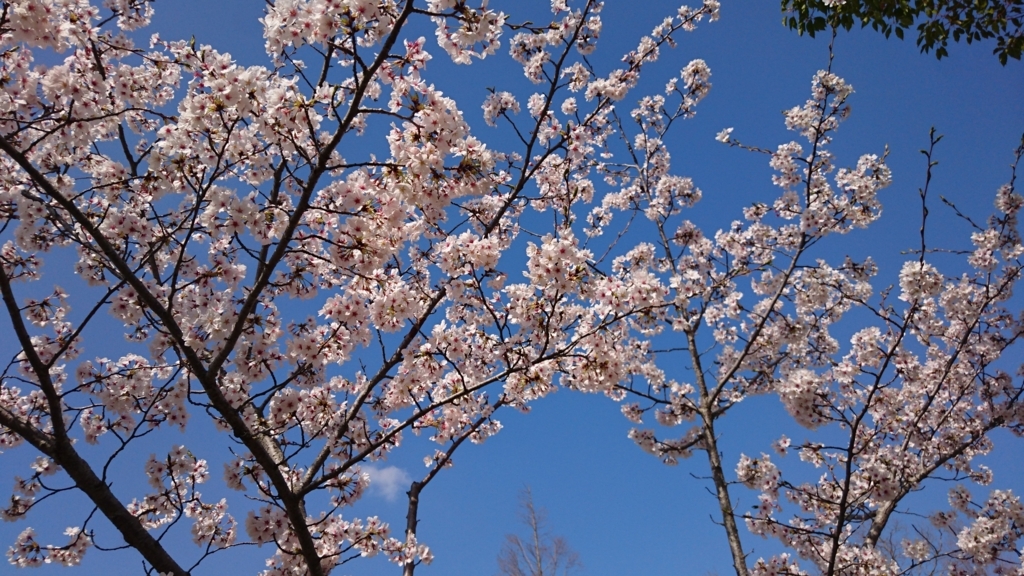 f:id:hanamusubi37:20180405091626j:plain f:id:hanamusubi37:20180405091626j:plain