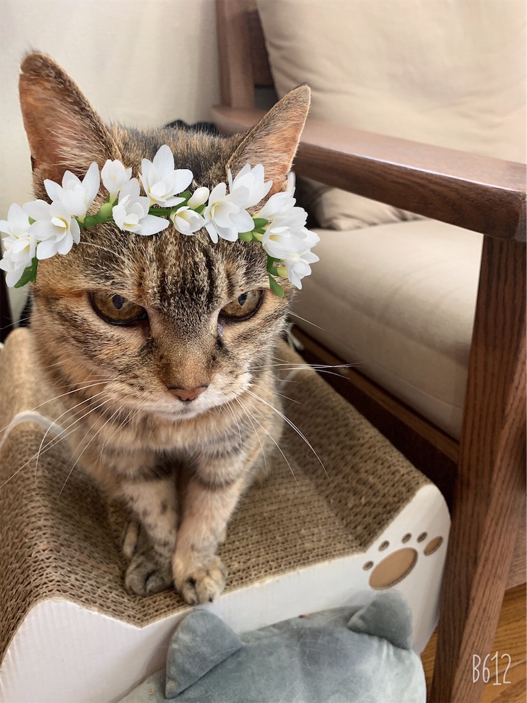 f:id:hananekochang:20190706074637j:image f:id:hananekochang:20190706074637j:image