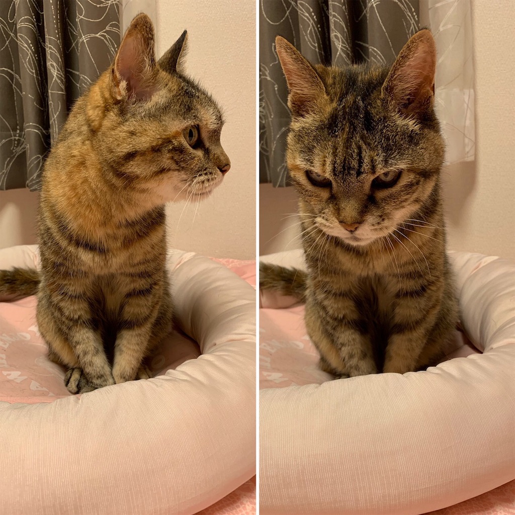 f:id:hananekochang:20190807060822j:image f:id:hananekochang:20190807060822j:image