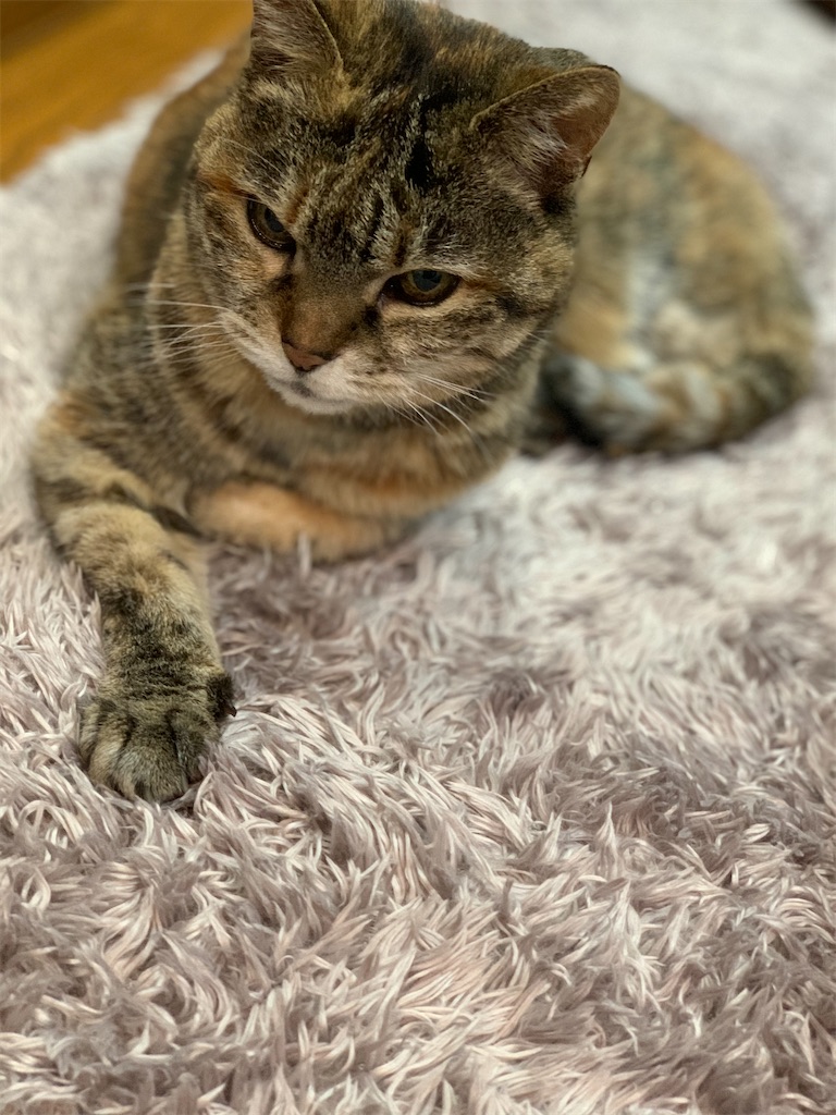 f:id:hananekochang:20200206071827j:image