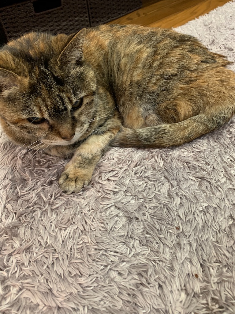 f:id:hananekochang:20200221072232j:image