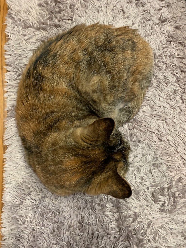 f:id:hananekochang:20200221072332j:image