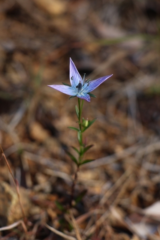 蛇紋岩地のムラサキセンブリ - はなねこ山 Ⅲ