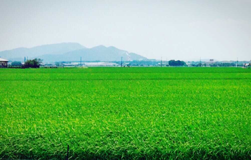 f:id:hananiha:20160816124935j:plain f:id:hananiha:20160816124935j:plain