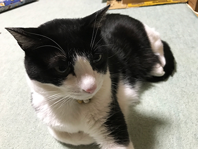 猫のくしゃみや鼻水を見逃すな！風邪かと思っていたら原因はヘルペス 