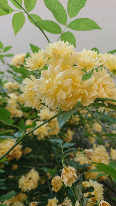 モッコウバラの挿し木を成功させ毎年満開の花を楽しむためのポイント６つ Nojigumoのスカッとブログ