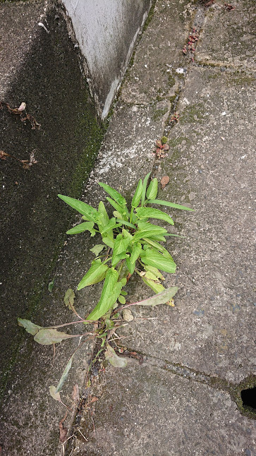 f:id:hananoji:20210609125425j:plain