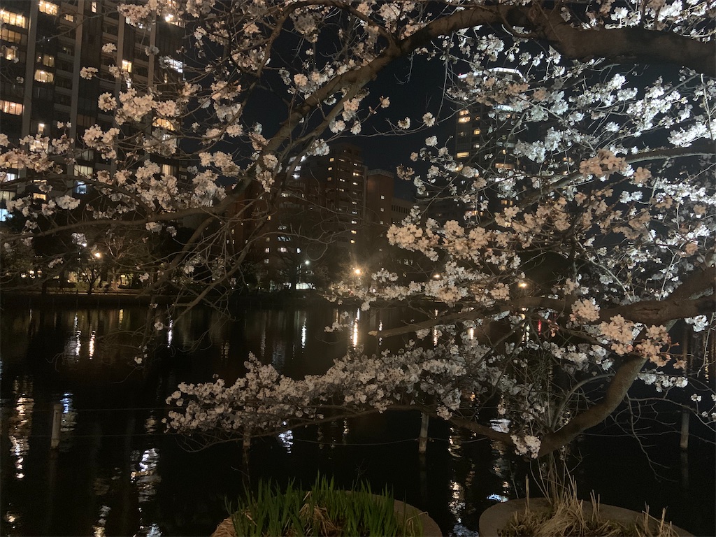 f:id:hananonochang:20230323085547j:image