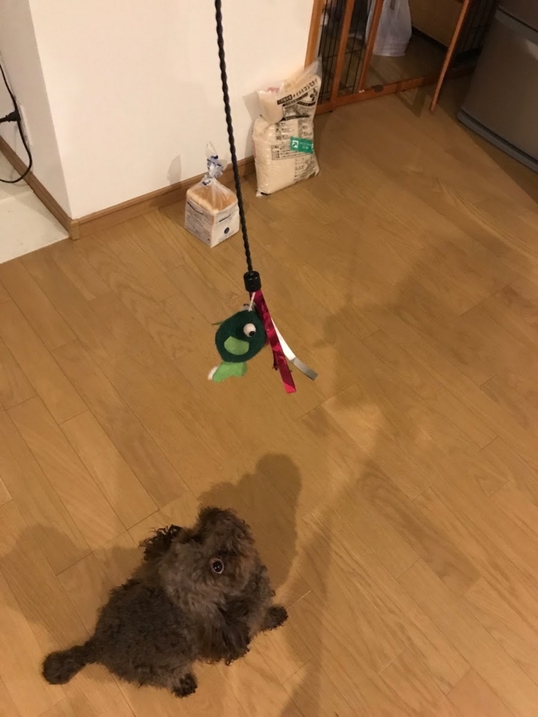f:id:hananoutako:20180223162941j:plain f:id:hananoutako:20180223162941j:plain