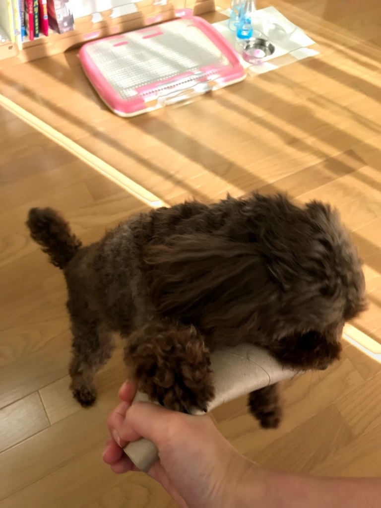 f:id:hananoutako:20180625215755j:plain f:id:hananoutako:20180625215755j:plain