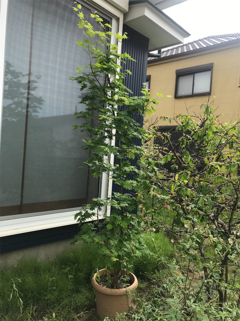 f:id:hanapeko8:20190523114136j:image f:id:hanapeko8:20190523114136j:image