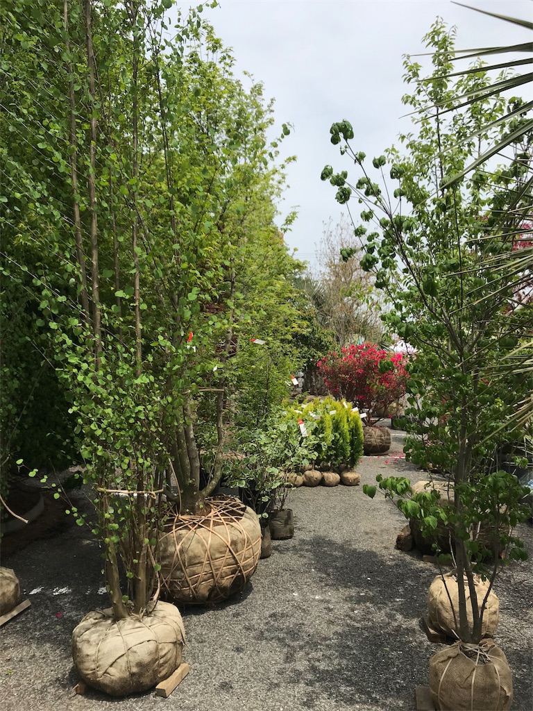 f:id:hanapeko8:20190523114147j:image f:id:hanapeko8:20190523114147j:image