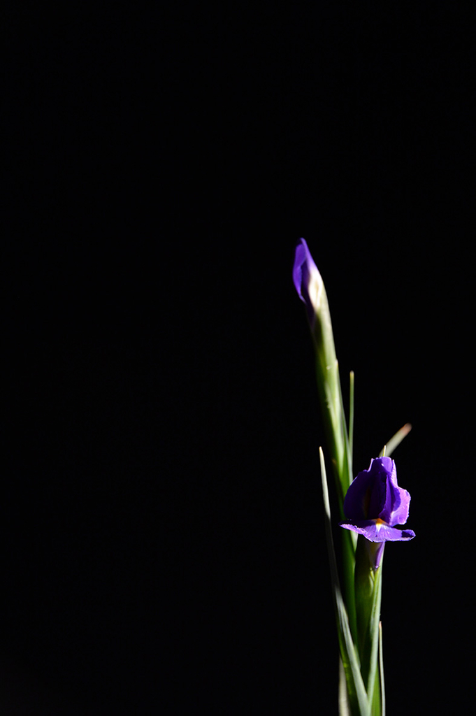 f:id:hanaphotographyoffice:20190201221743j:plain