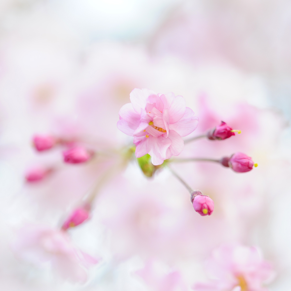 f:id:hanaphotographyoffice:20190409150842j:plain