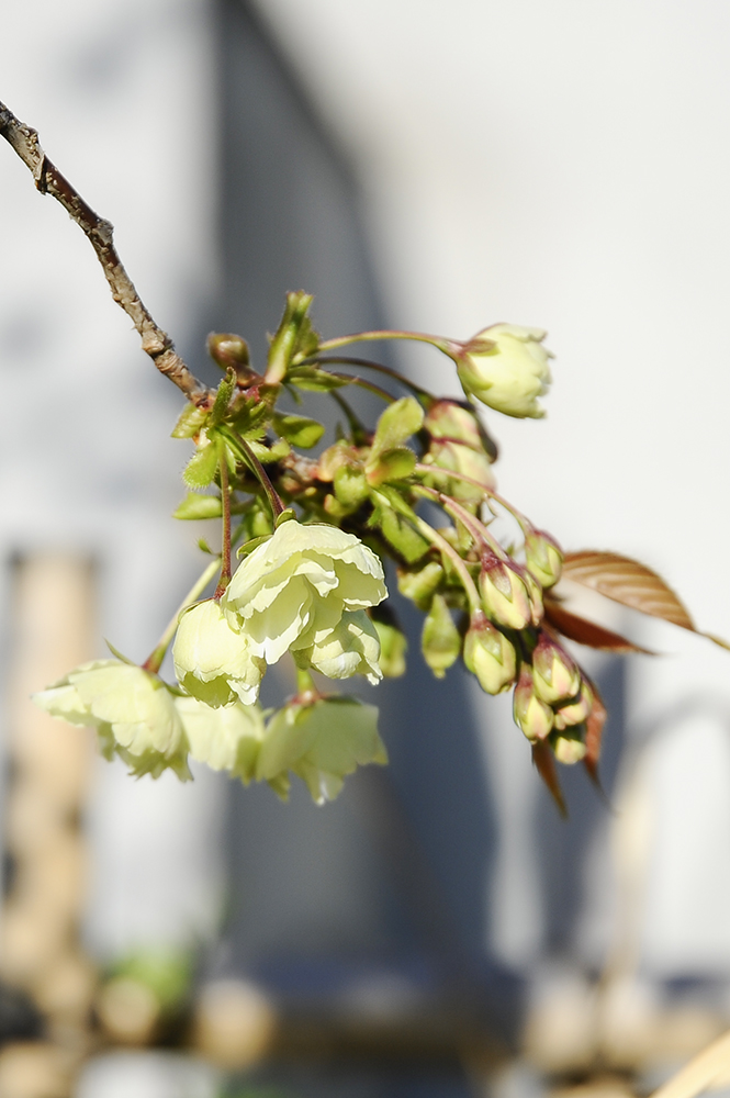 f:id:hanaphotographyoffice:20190413081532j:plain