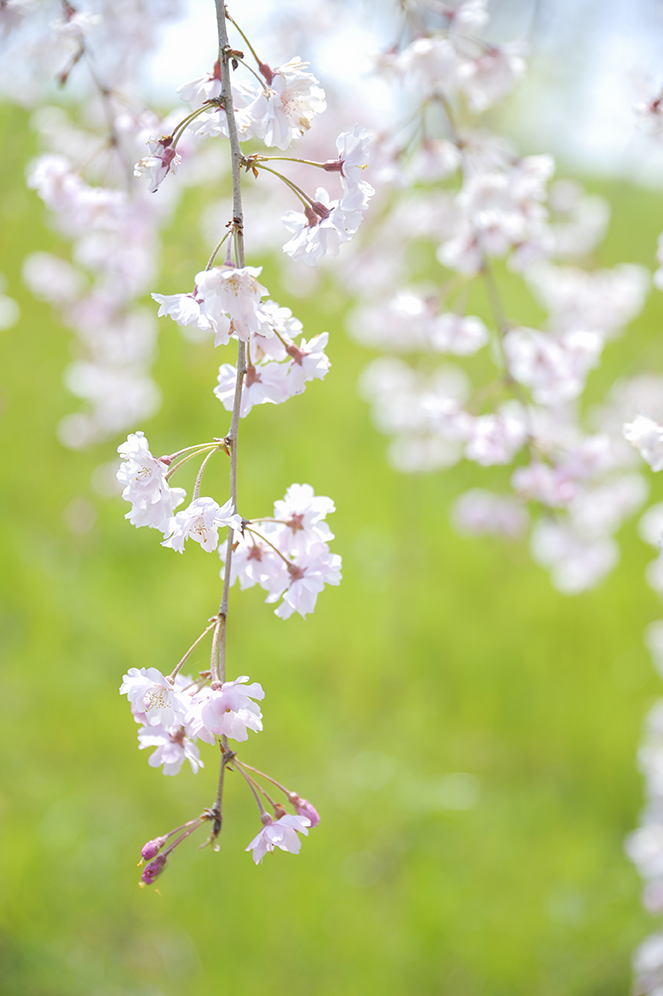 f:id:hanaphotographyoffice:20190420070116j:plain