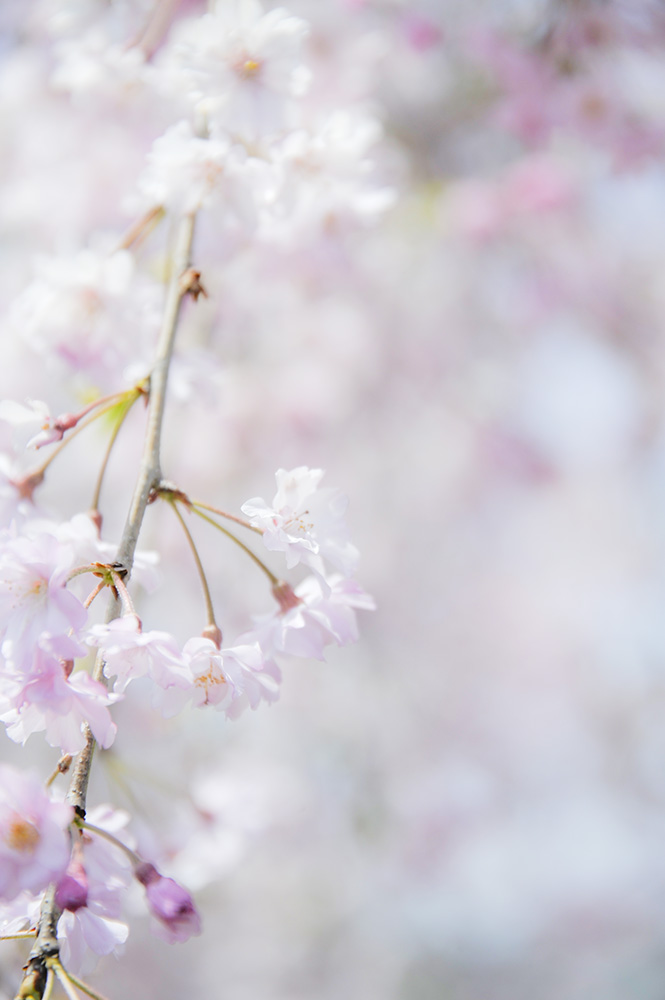 f:id:hanaphotographyoffice:20190420074438j:plain
