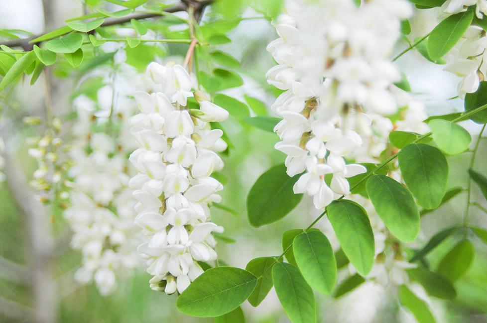 f:id:hanaphotographyoffice:20190519084159j:plain