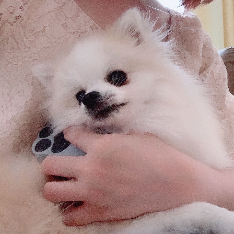 f:id:hanapome412:20211003113405j:plain