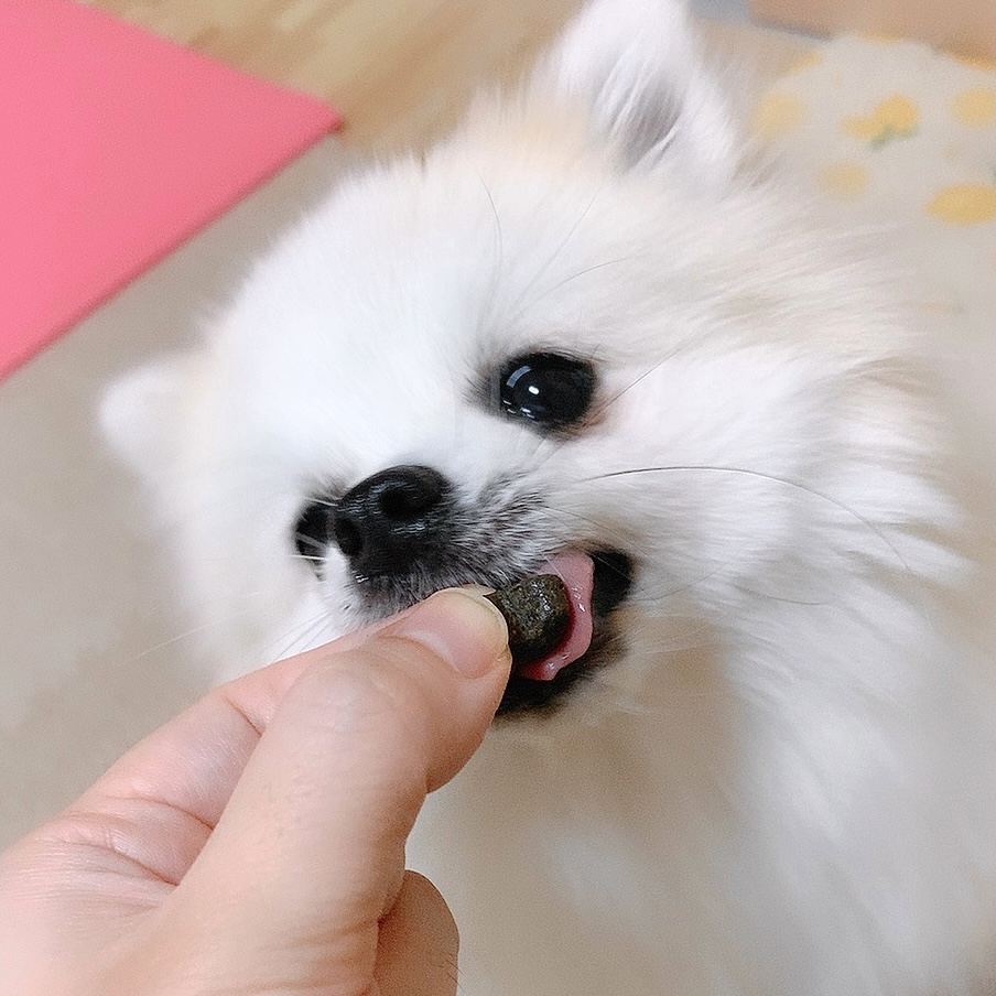 f:id:hanapome412:20211017051000j:plain