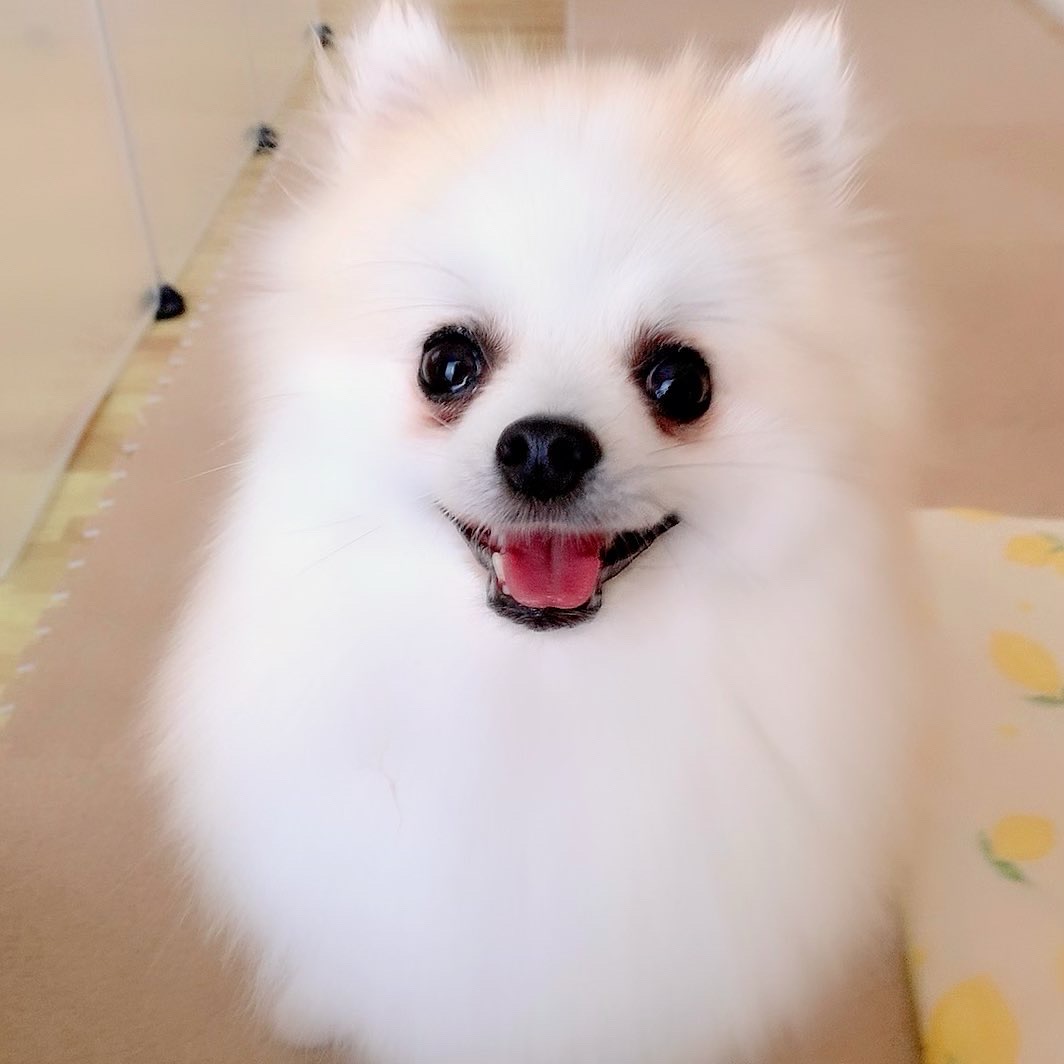 f:id:hanapome412:20211116014954j:plain