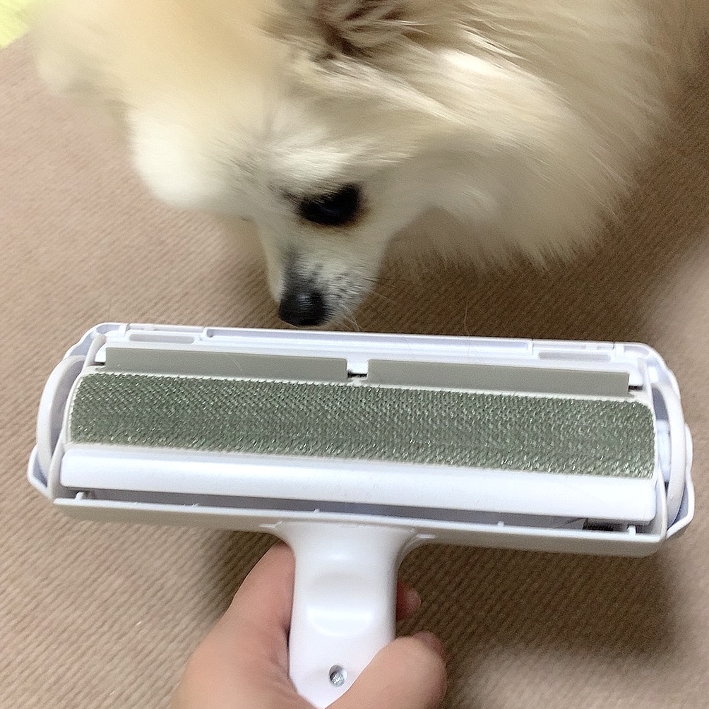 f:id:hanapome412:20211120205959j:plain