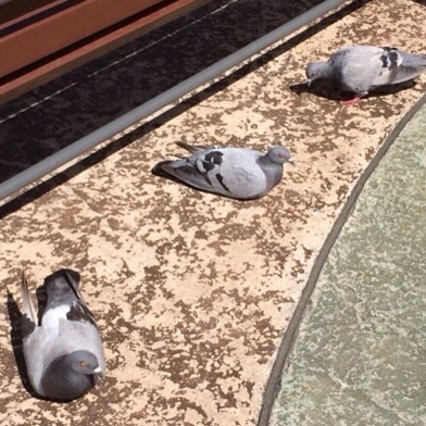 ぽっぽっぽ～鳩ぽっぽ - はなぽんたの日記