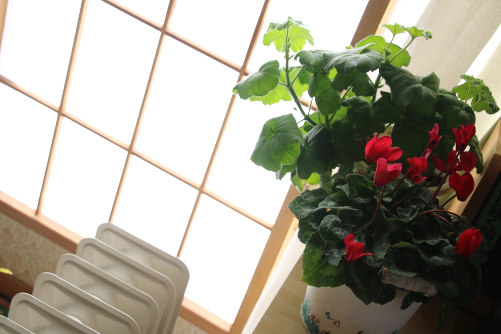 f:id:hanarian:20170120131224j:plain f:id:hanarian:20170120131224j:plain