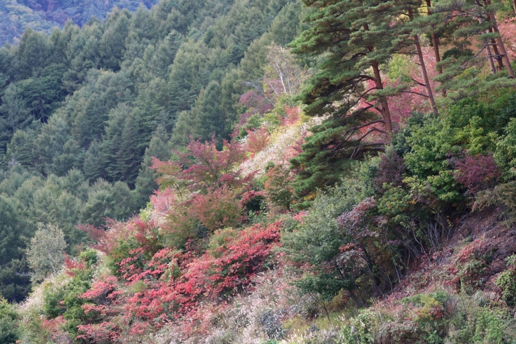 f:id:hanarian:20171007192417j:plain f:id:hanarian:20171007192417j:plain