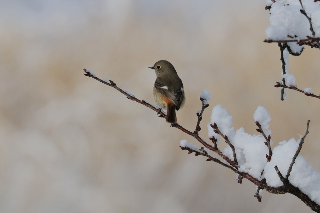 f:id:hanarian:20190307154505j:plain f:id:hanarian:20190307154505j:plain