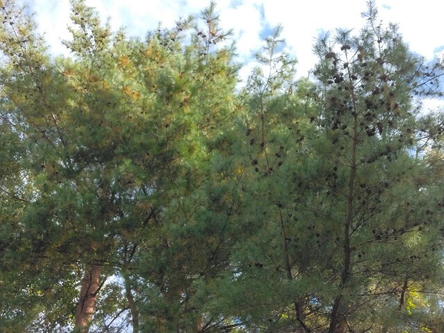 f:id:hanasakaoba:20251114232012j:image