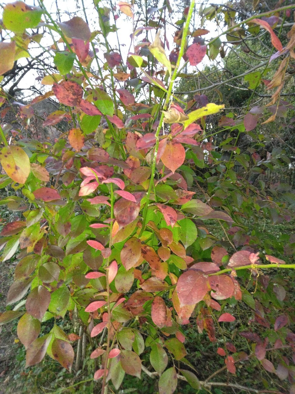 f:id:hanasakaoba:20251129222935j:image