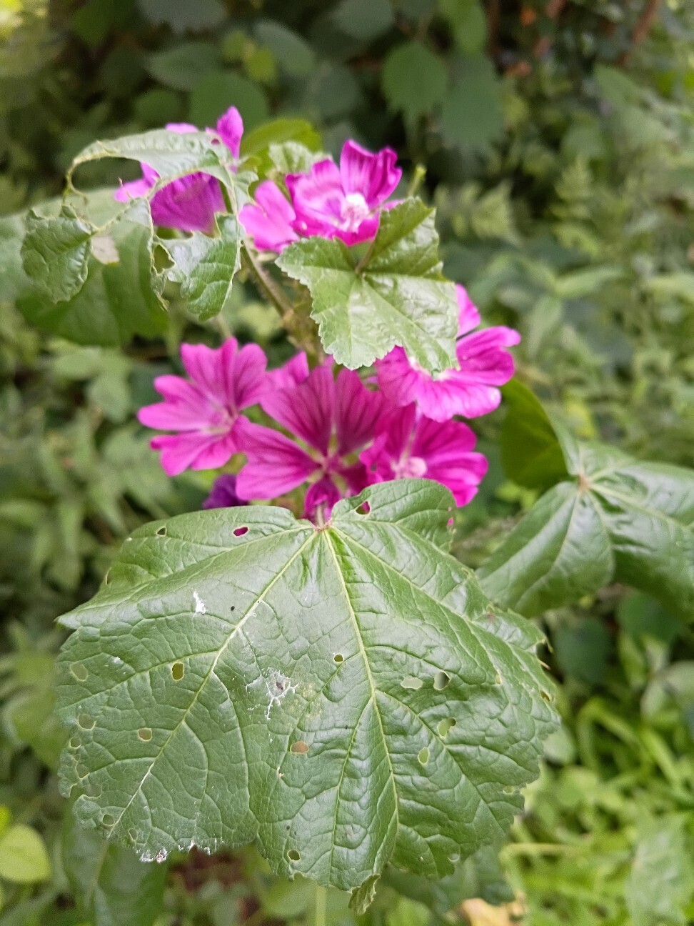 f:id:hanasakaoba:20260717231428j:image